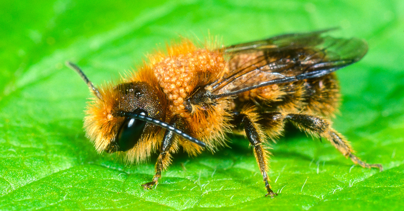 Schöterich-Mauerbiene - Osmia brevicornis - Männchen mit Milben