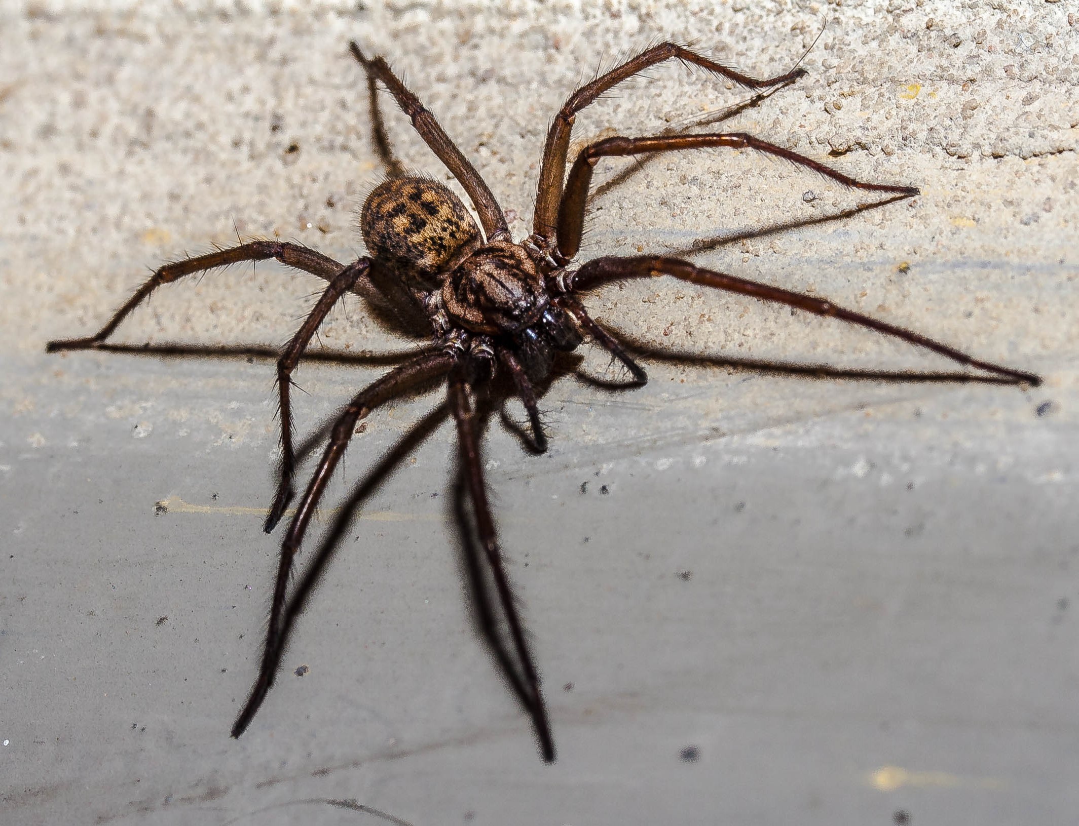 Tegenaria Domestica Hauswinkelspinne MAKROTREFF Tegenaria Domestica Hauswinkelspinne MAKROTREFF