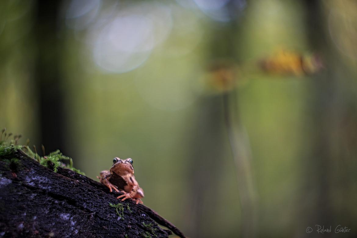 Grasfrosch im Herbstwald; © Roland Günter