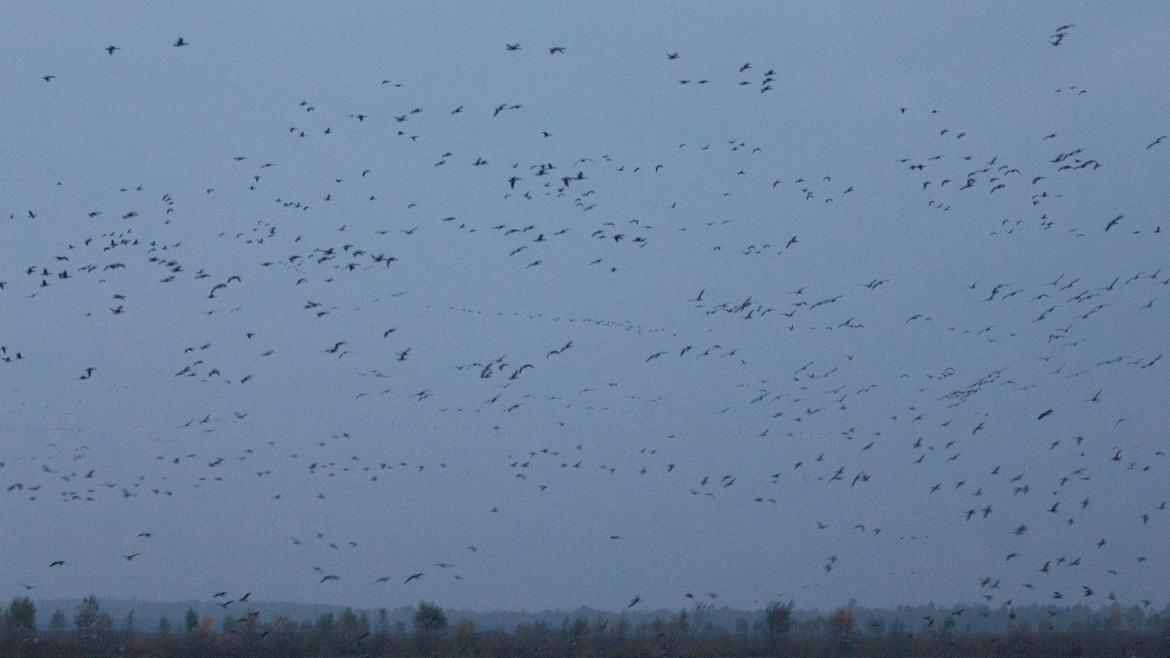 Einflug der Zugvögel im Vehnemoor ISO 6400