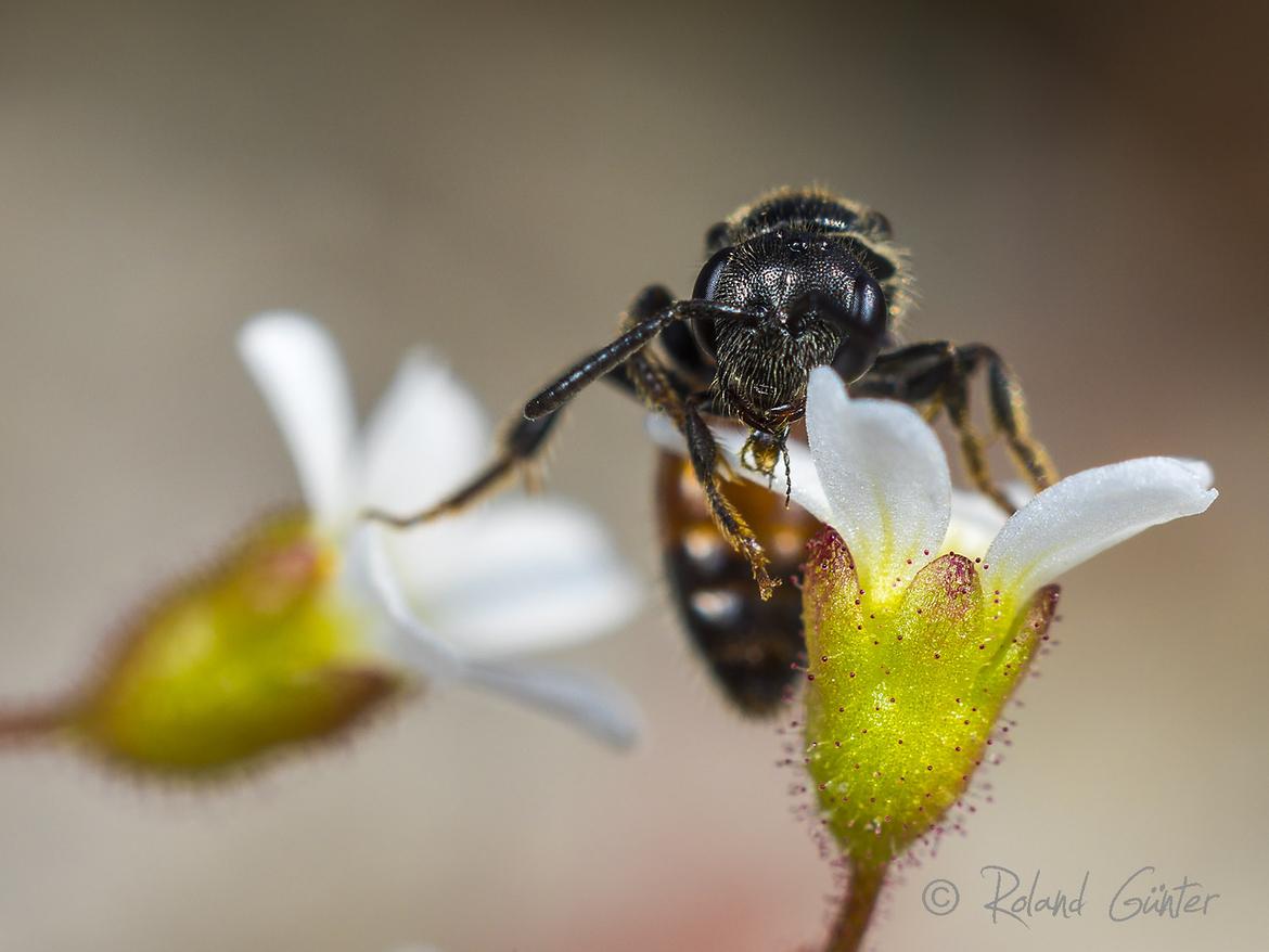Blutbienen-Weibchen (Shpecodes miniatus) auf Frühlings-Hungerblümchen (Drabra verna)