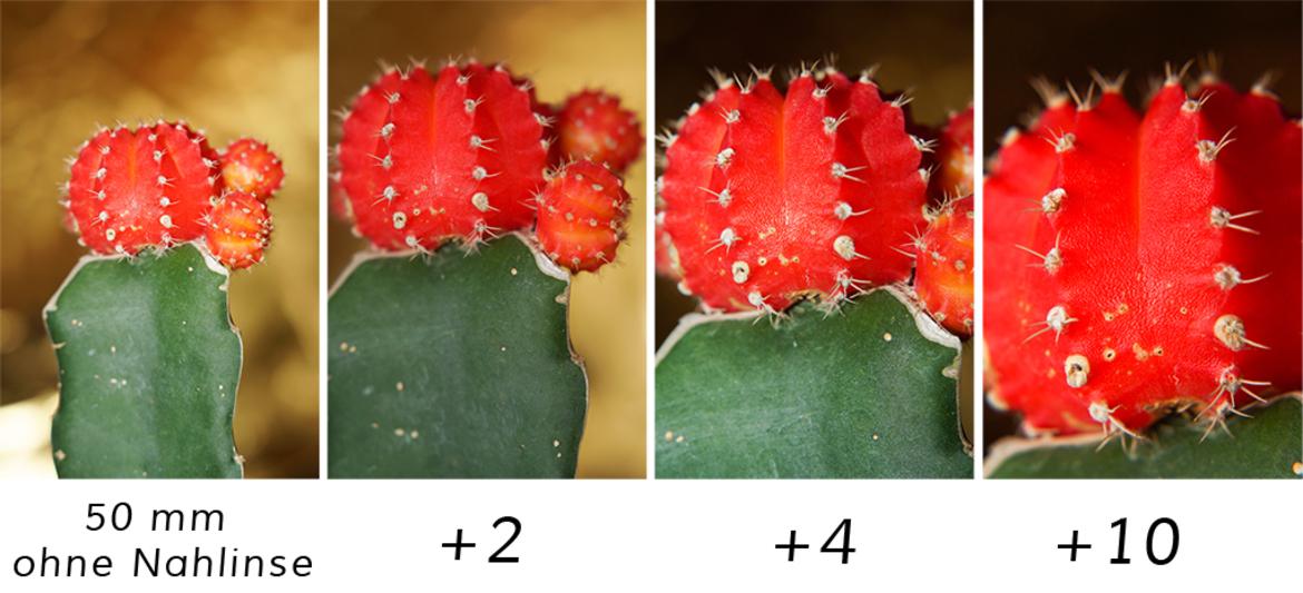 Hier wurde ein Kaktus mit einem normalen 50 mm Objektiv mit verschiedenen Nahlinsen fotografiert.