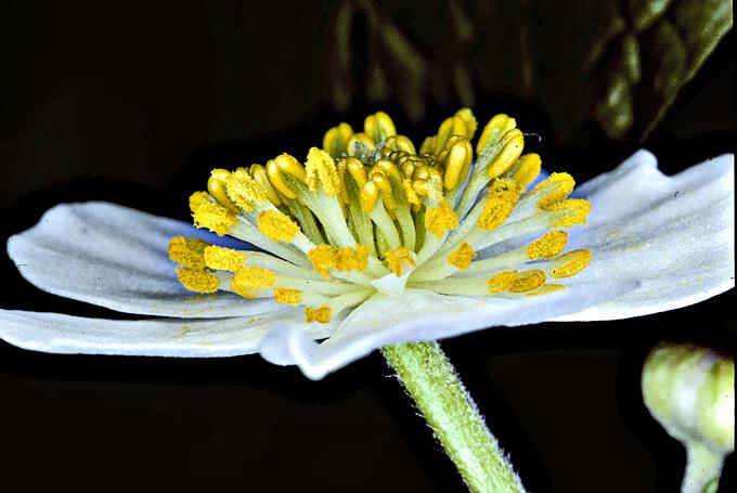 Ranunculus aconitifolius / Eisenhutblättriger Hahnenfuss / Ranunculaceae.
