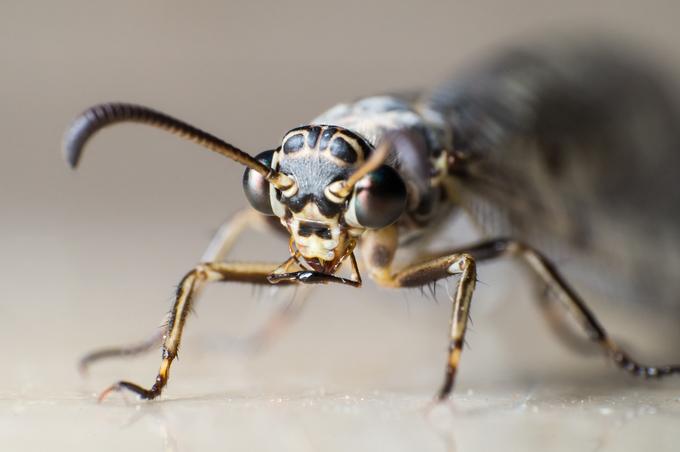 Geflecktflüglige Ameisenjungfer / Antlion Foto von Andreas Voigt