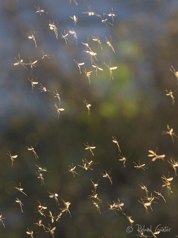 Wintermücken-Tanz, Trichocera hiemalis-© R. GÜNTER