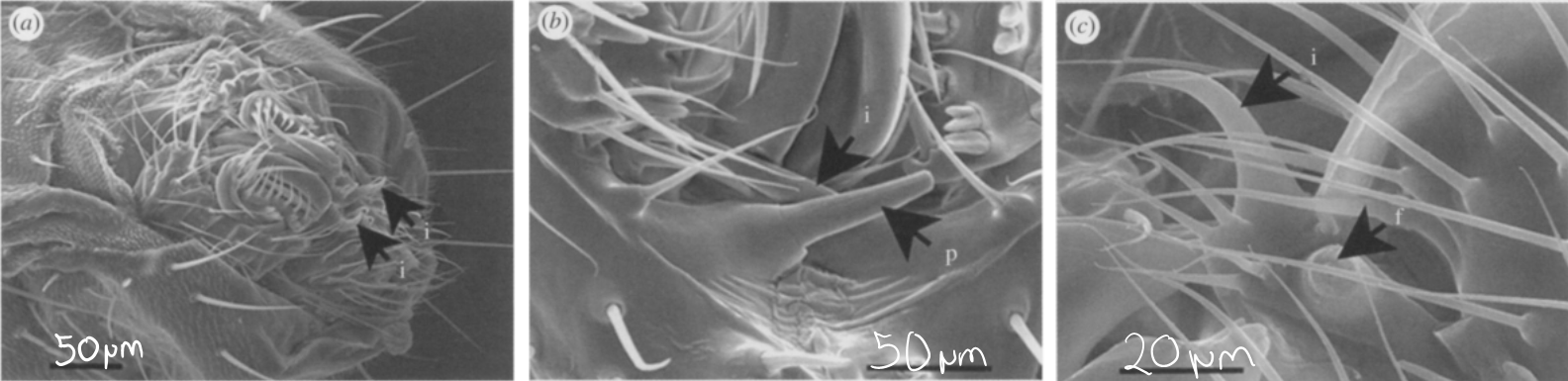 Penis von Drosophila bipectinata. Man kann deutlich die Widerhaken erkennen. (Polak M and Rashed A. 2010. Microscale laser surgery reveals adaptive function of male intromittent genitalia. Proc R Soc B. DOI: 10.1098/rspb.2009.1720)