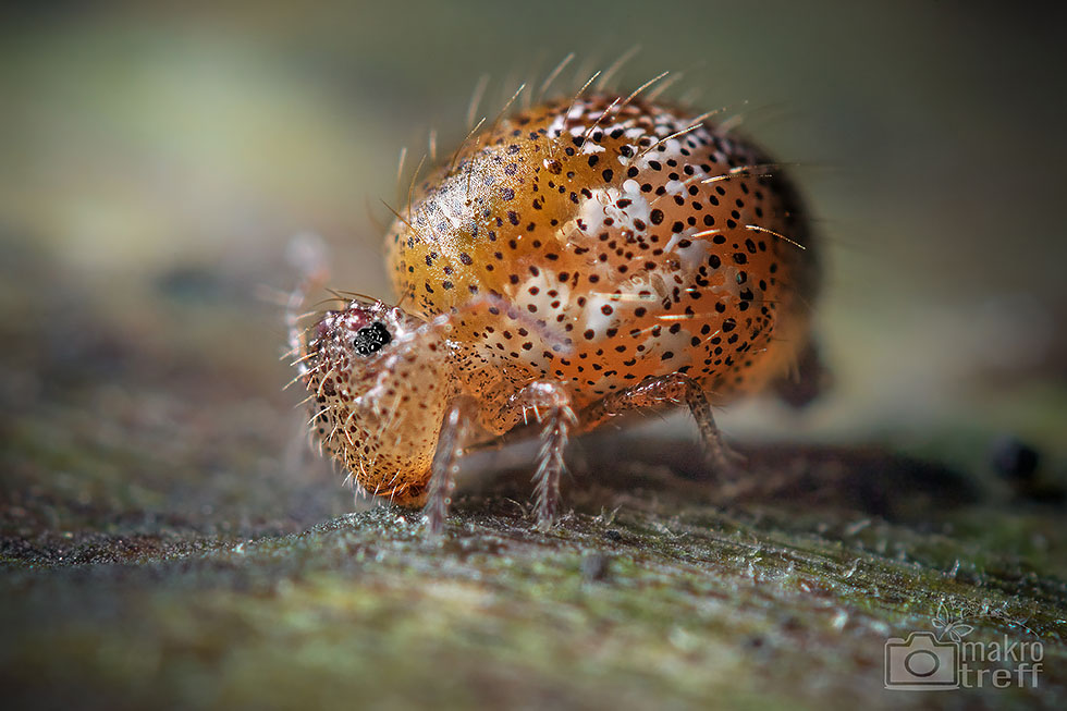 Insekt des Jahres 2016. Allacma fusca auf Totholz Foto: Valentin Gutekunst