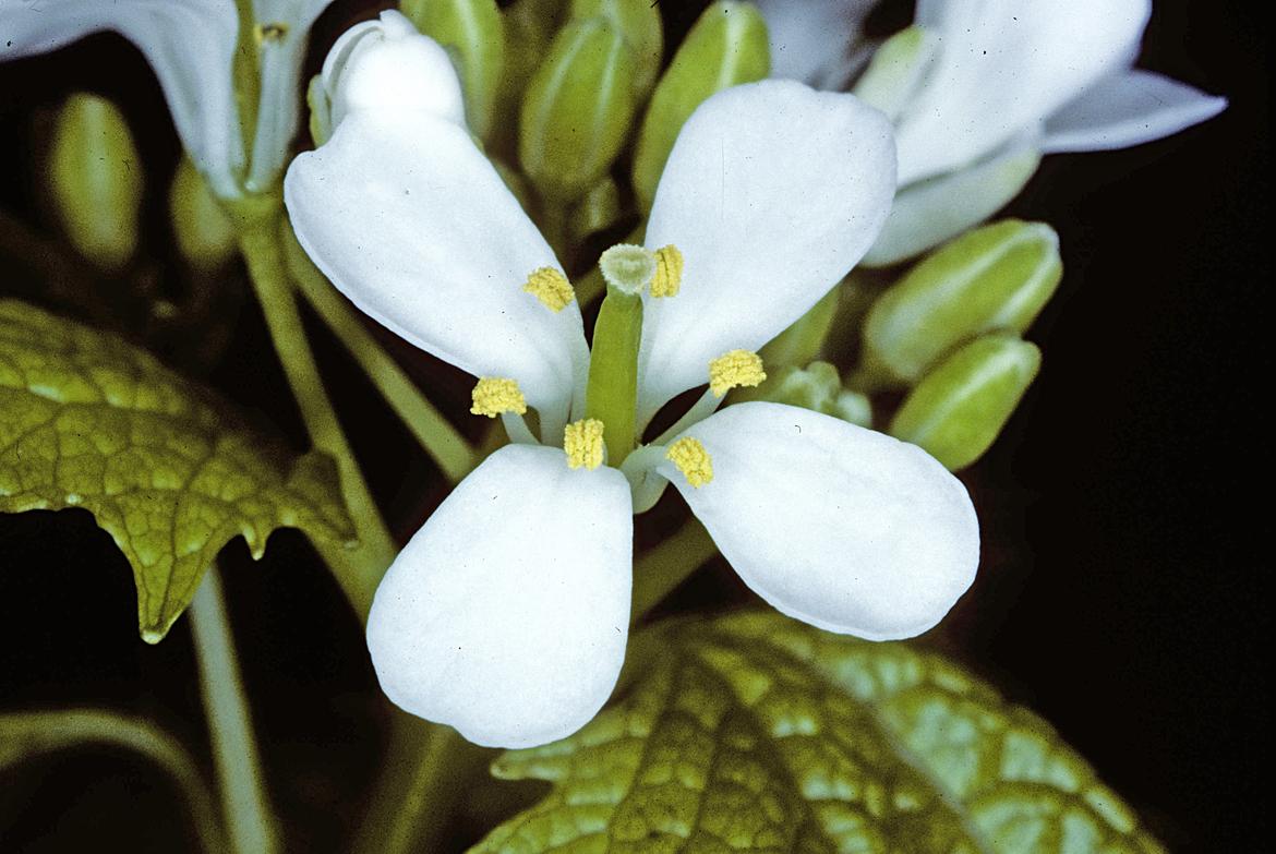 Alliaria petiolata / Knoblauchhederich / Brassicaceae