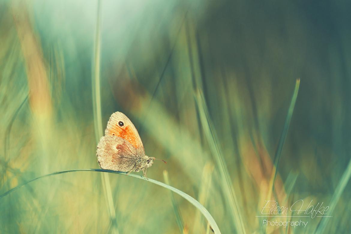 Schmetterling - Eileen Hafke