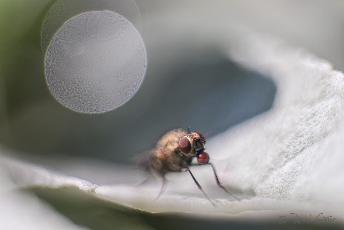 Fliege mit Verdauungstropfen; © Roland Günter