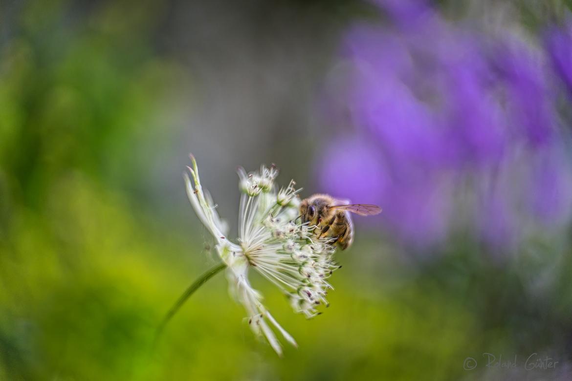 Honigbiene auf Sterndolde; © Roland Günter