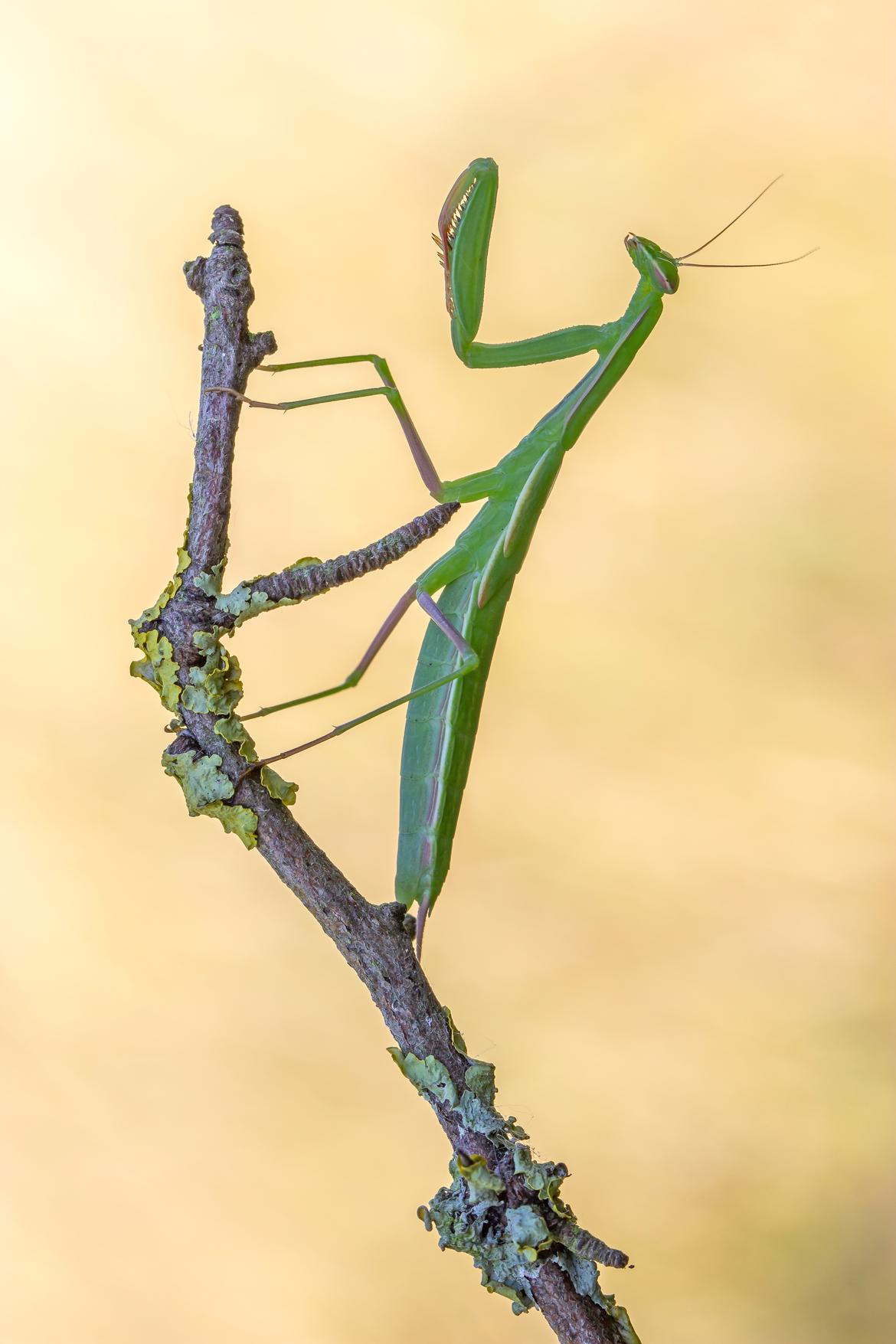 Mantis religiosa (Männchen) - Canon EOS 600D, 100 mm, f/7, ISO: 200 und 1/60 s. Foto: Michael Roy