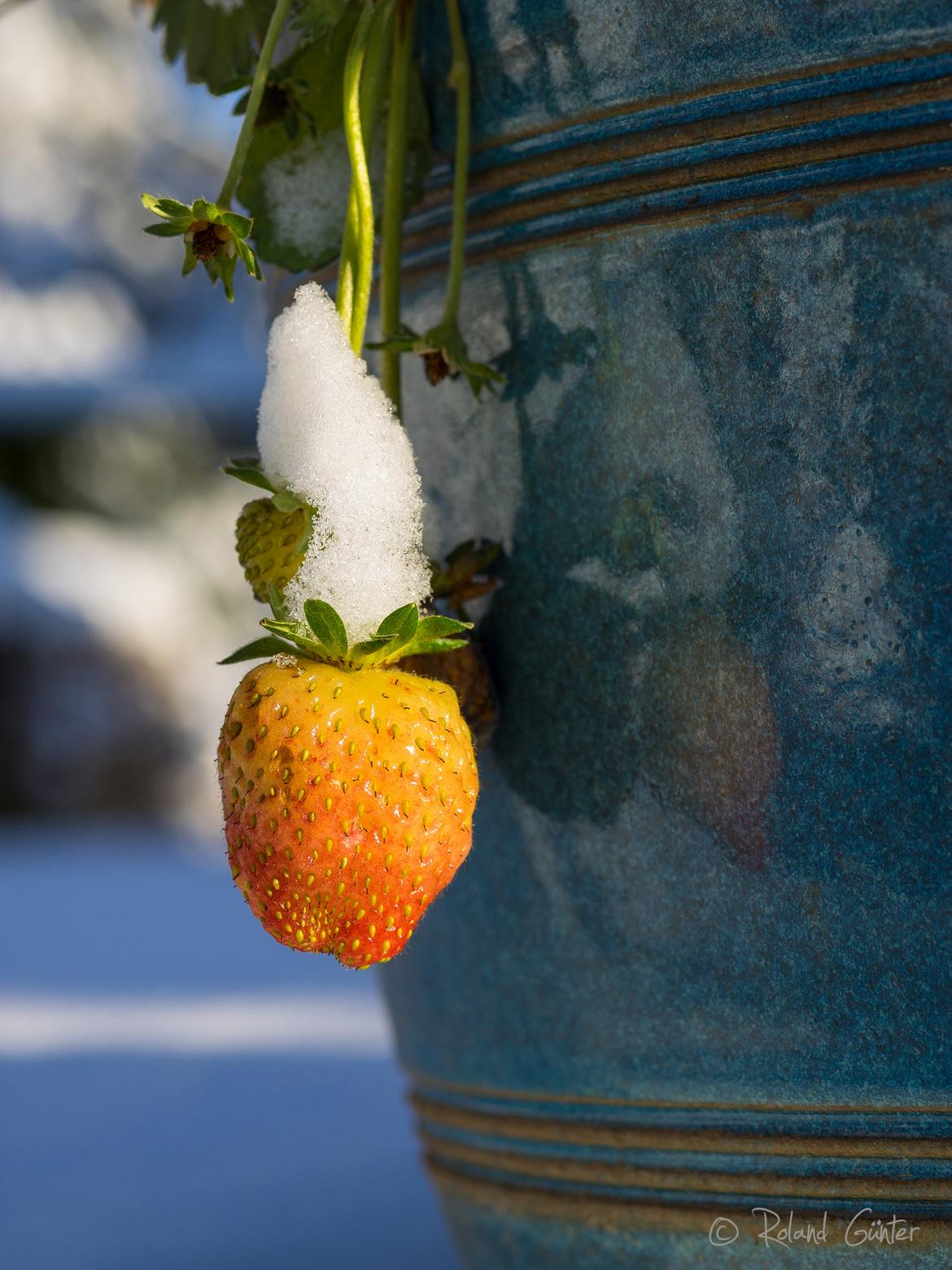 Erdbeere, Winter, Schnee, rot, Blumentopf