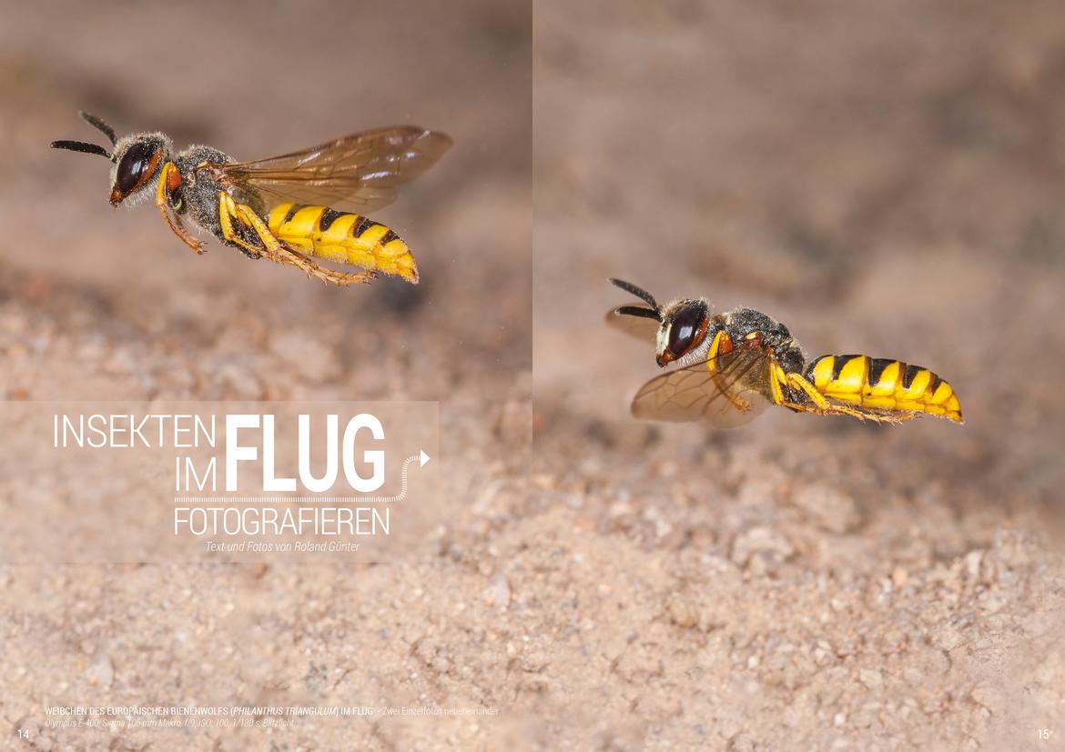 Weibchen des Europäischen Bienenwolfs (Philanthus triangulum) im Flug