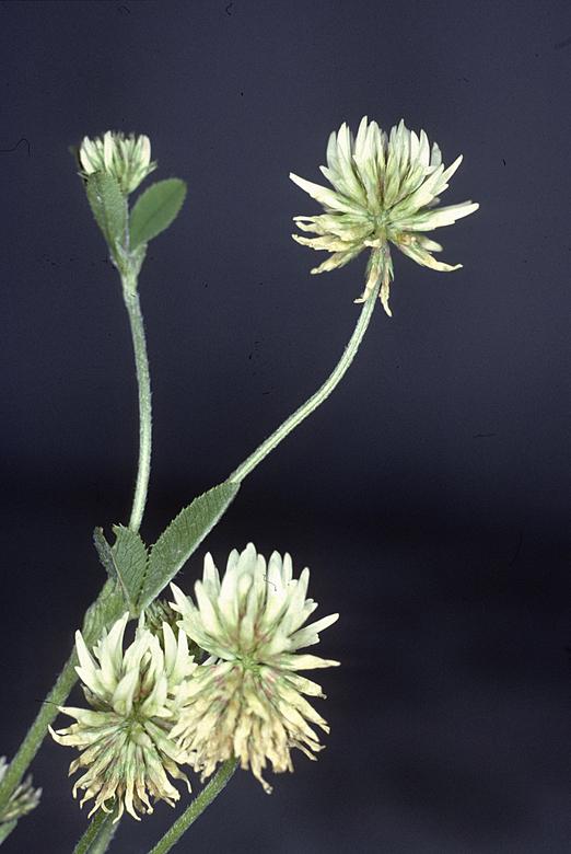 Kriechender Klee / Trifolium repens / Fabaceae 