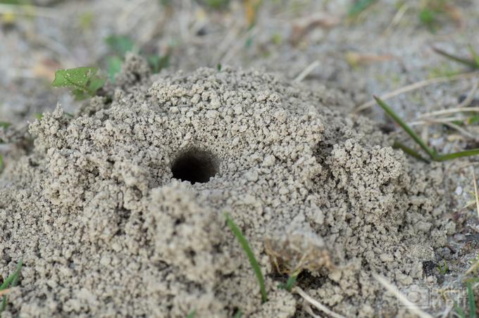 Weiden-Sandbiene (Andrena vaga)