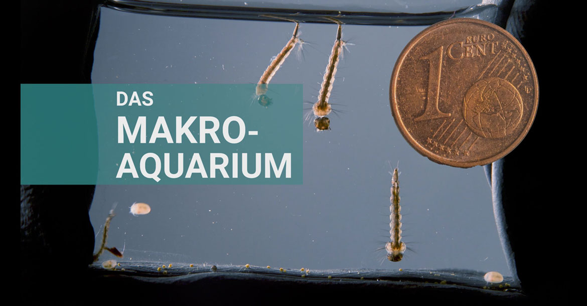 Das Makro-Aquarium